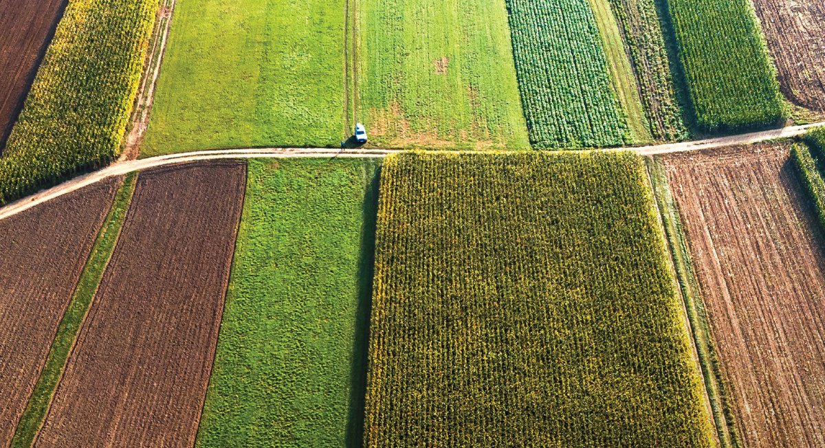 Campo di mais coltivato con trattore